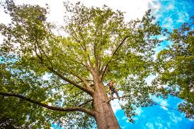 How Our Tree Care Process Works  in  Hopwood, PA