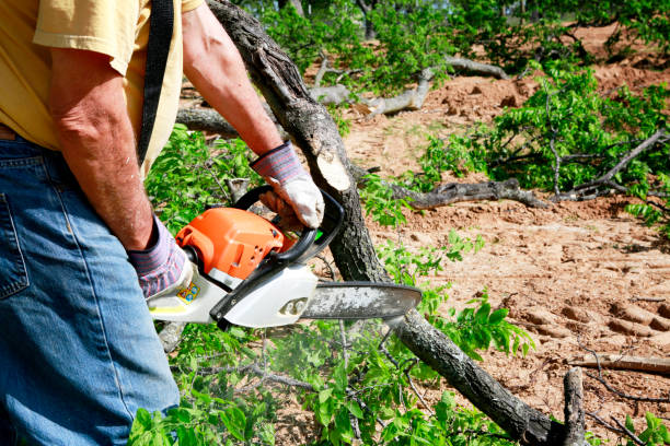 Professional Tree Services in Hopwood, PA